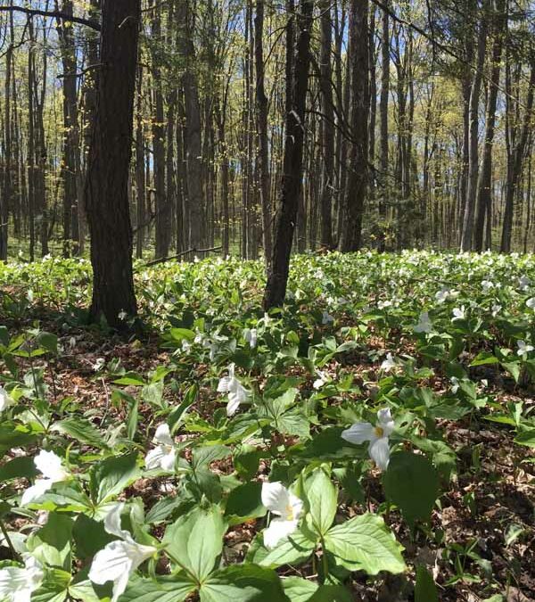 trilliums on spring trails