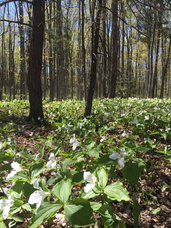 trilliums on spring trails