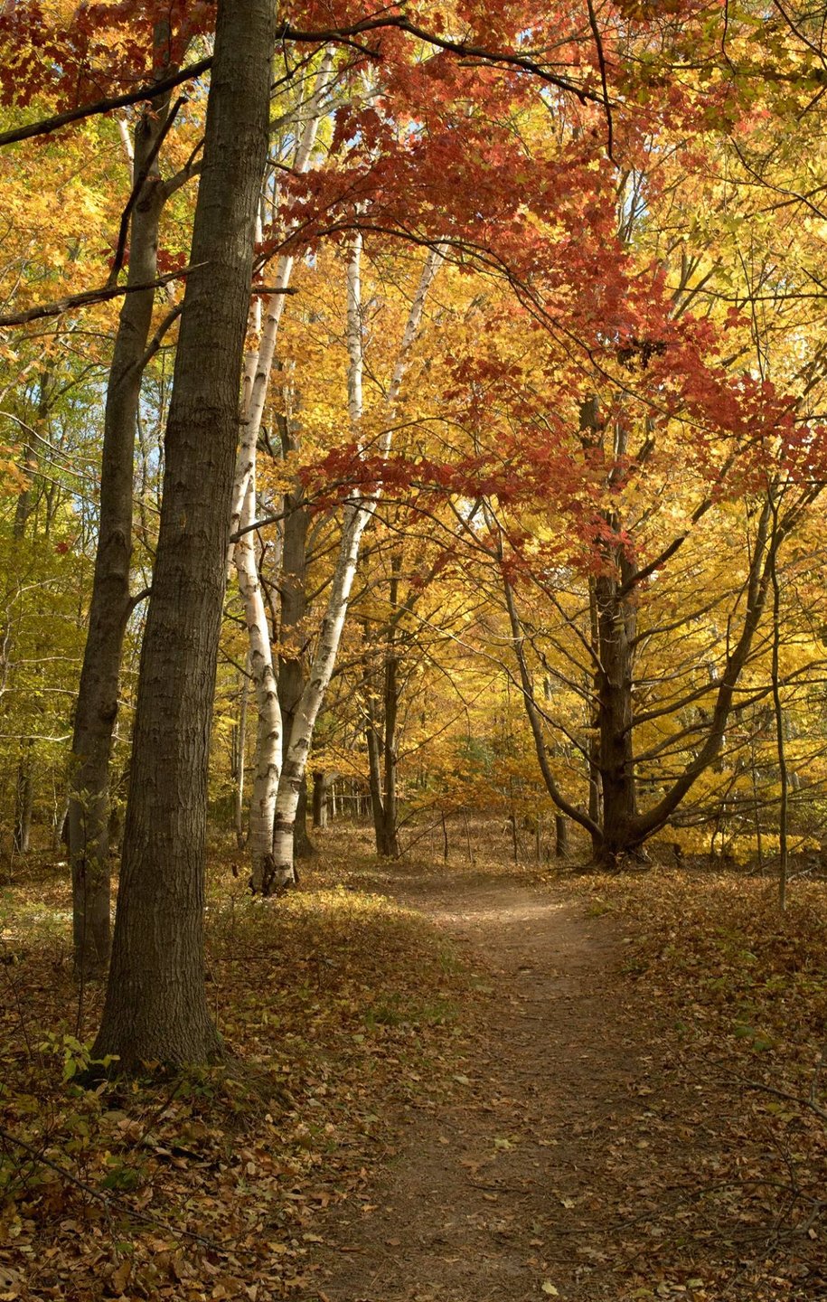 Fall color on hiking trail